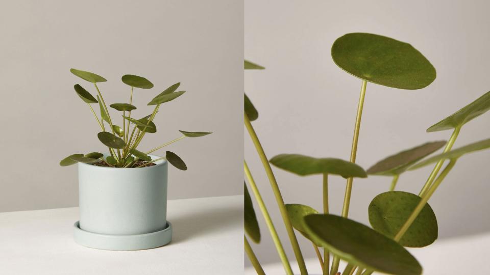 Best gifts for best friends: Sill plants