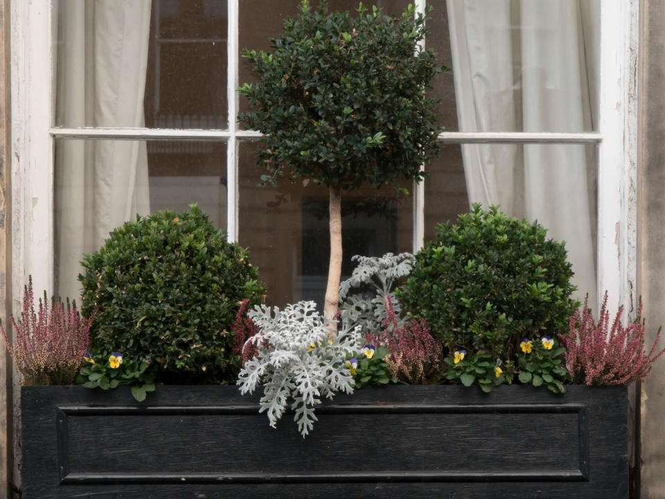 window box with topiary