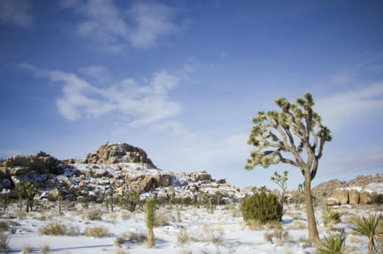 15. Joshua Tree National Park, California