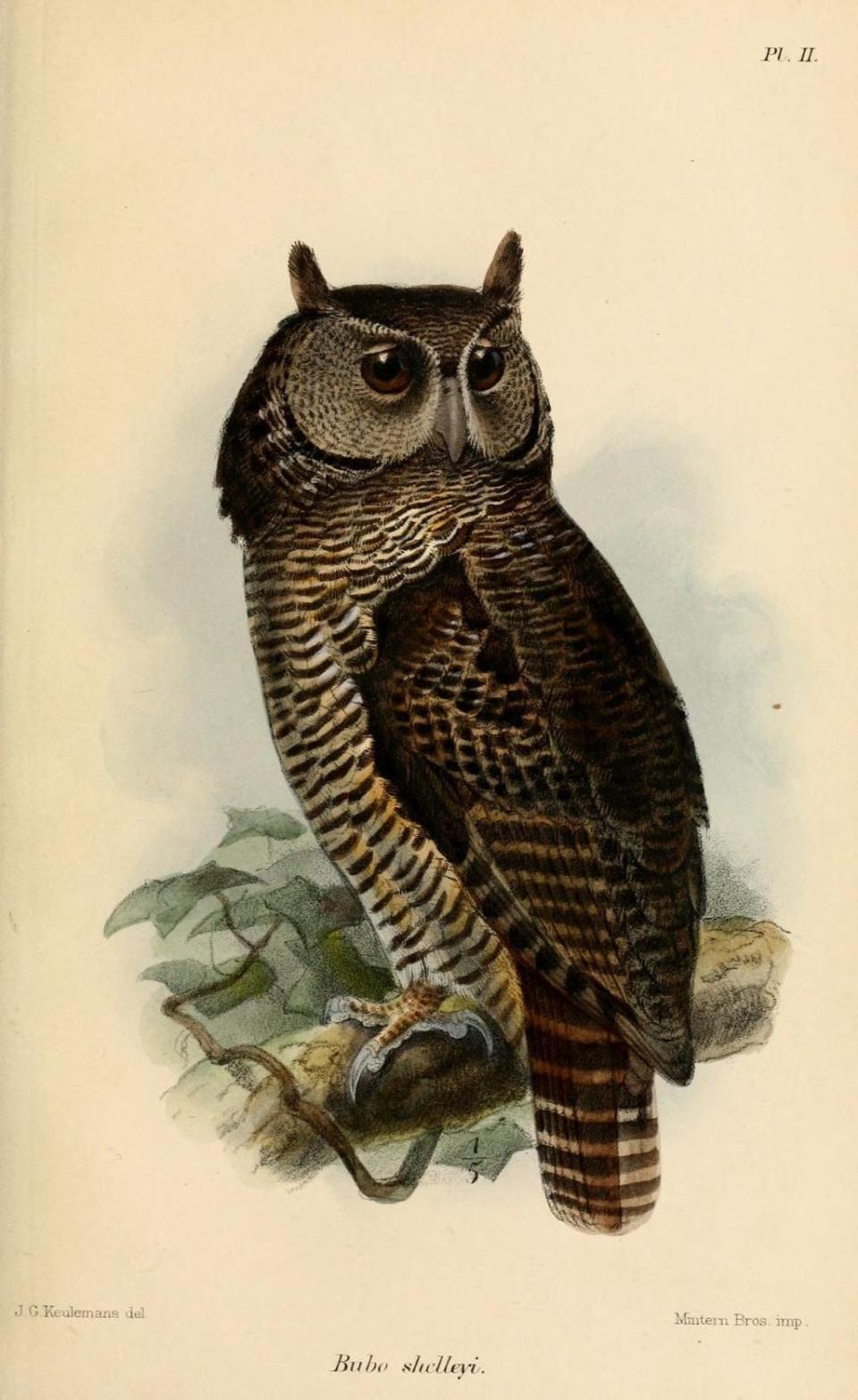 A drawing of Shelley’s eagle owl (John Gerrard Keulemans)