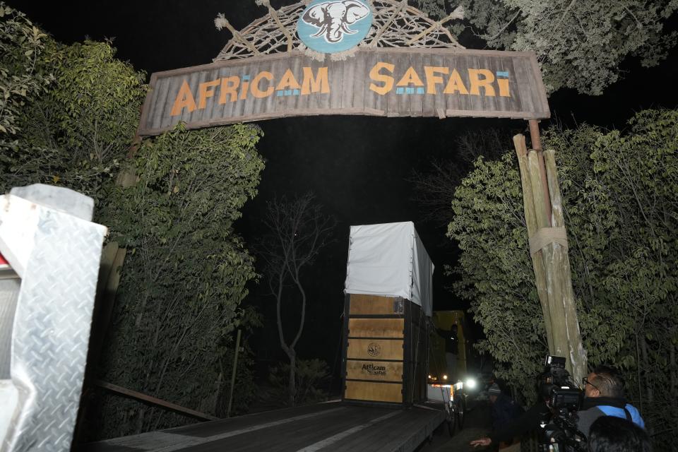 A truck carrying a giraffe named Benito arrives to the Africam Safari sanctuary on the outskirts of Puebla, Mexico, Tuesday, Jan. 23, 2024. (AP Photo/Fernando Llano)