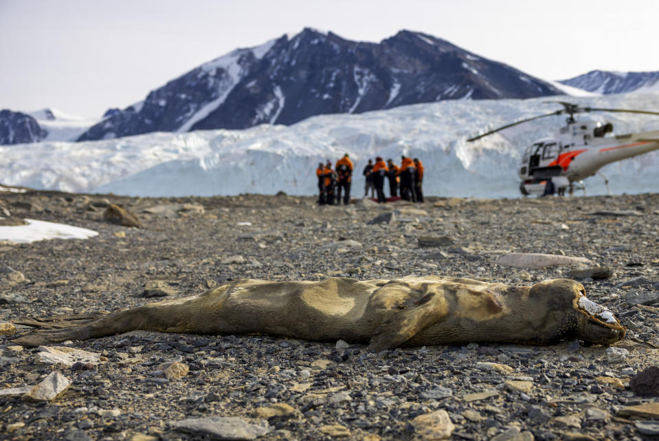 The dried carcass of a seal lies near a glacier in the Taylor Valley, one of Antarctica's iconic dry valleys, Thursday, Oct. 27, 2022. (Mike Scott/NZ Herald via AP, Pool)