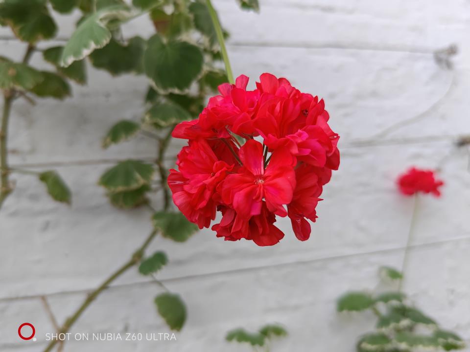 Nubia Z60 Ultra camera sample Flowers-2