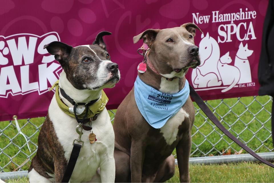 On Sunday, June 2, 2024, the New Hampshire SPCA will host their annual Paws Walk at Stratham Hill Park.