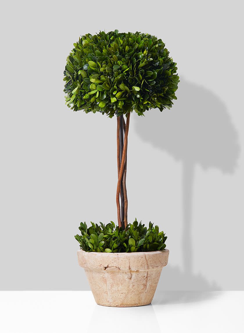 Half 10-inch Boxwood Ball Topiary