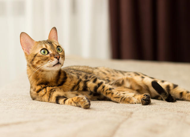 Do Hypoallergenic Cat Breeds Exist? Best Cat Breeds for Allergy Sufferers