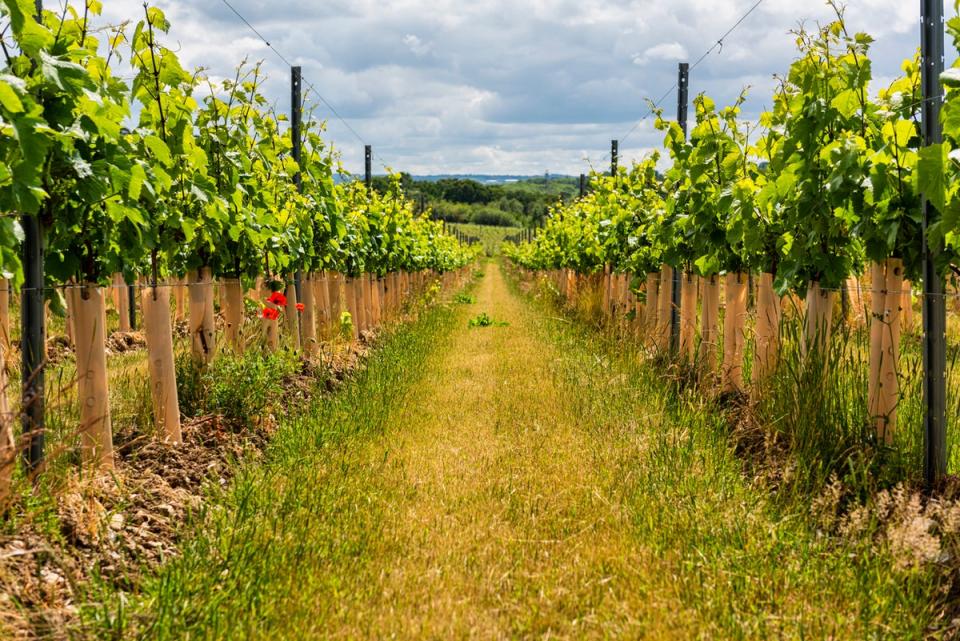 Kent has numerous vineyards and wineries (Getty Images/iStockphoto)