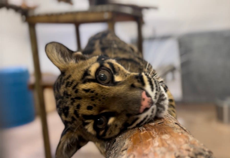 Denver Zoo - Lisu the leopard 2