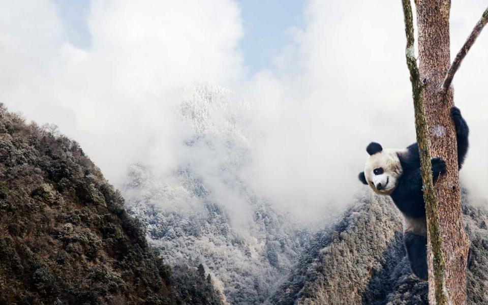 Giant Pandas in China