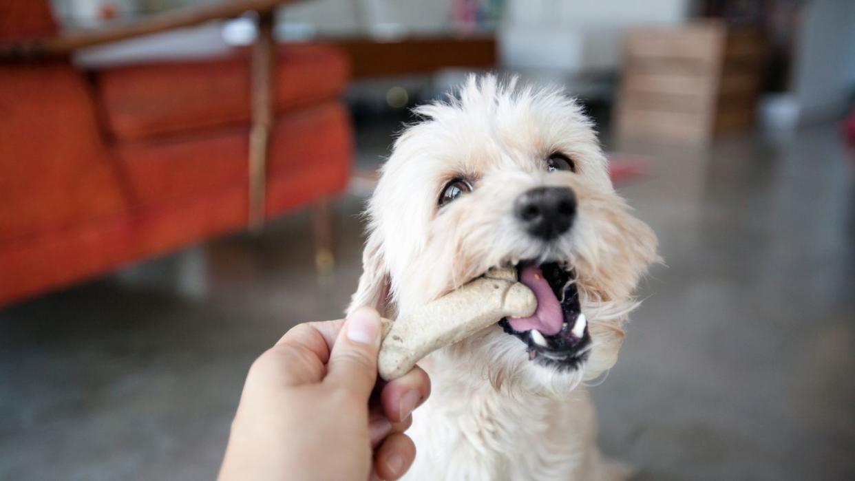 hand of young woman feeding dog a biscuit in living room