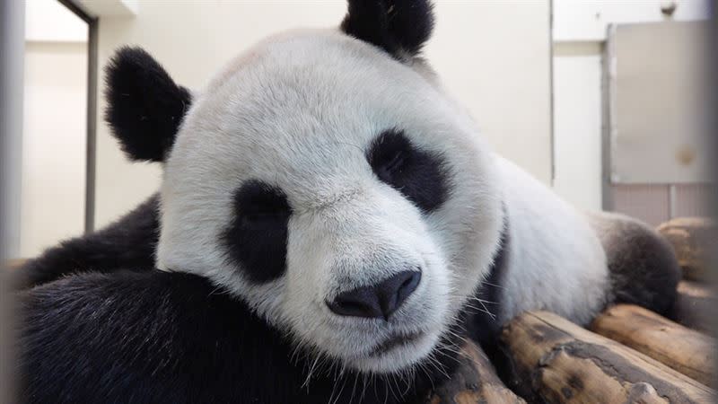  圓圓不用再帶小孩圓寶，悠閒享用竹葉大餐。（圖／動物園提供）