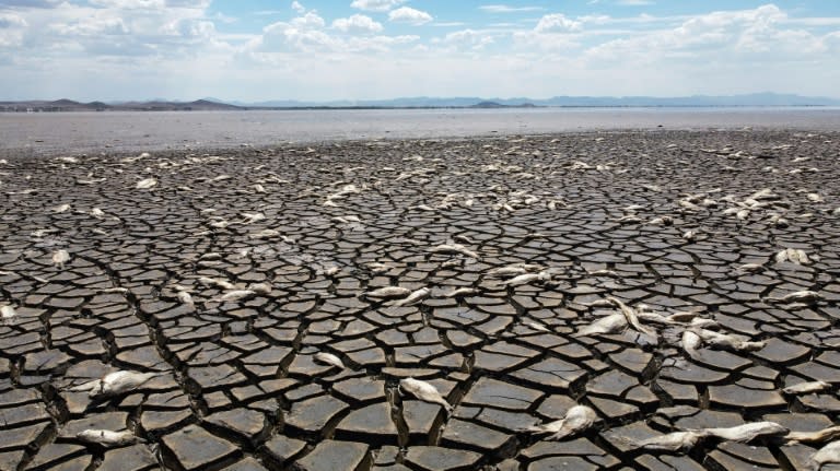 In einem austrocknenden See im Norden Mexikos sind tausende Fische verendet. Der Bustillos-See im Bundesstaat Chihuahua hat nach Behördenangaben mehr als die Hälfte seines Wassers verloren. (Alex ARZAGA)