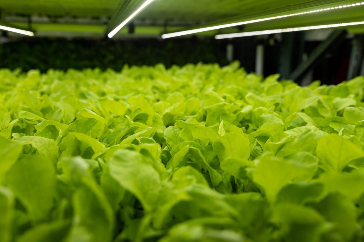 salad greens growing in a vertical farm