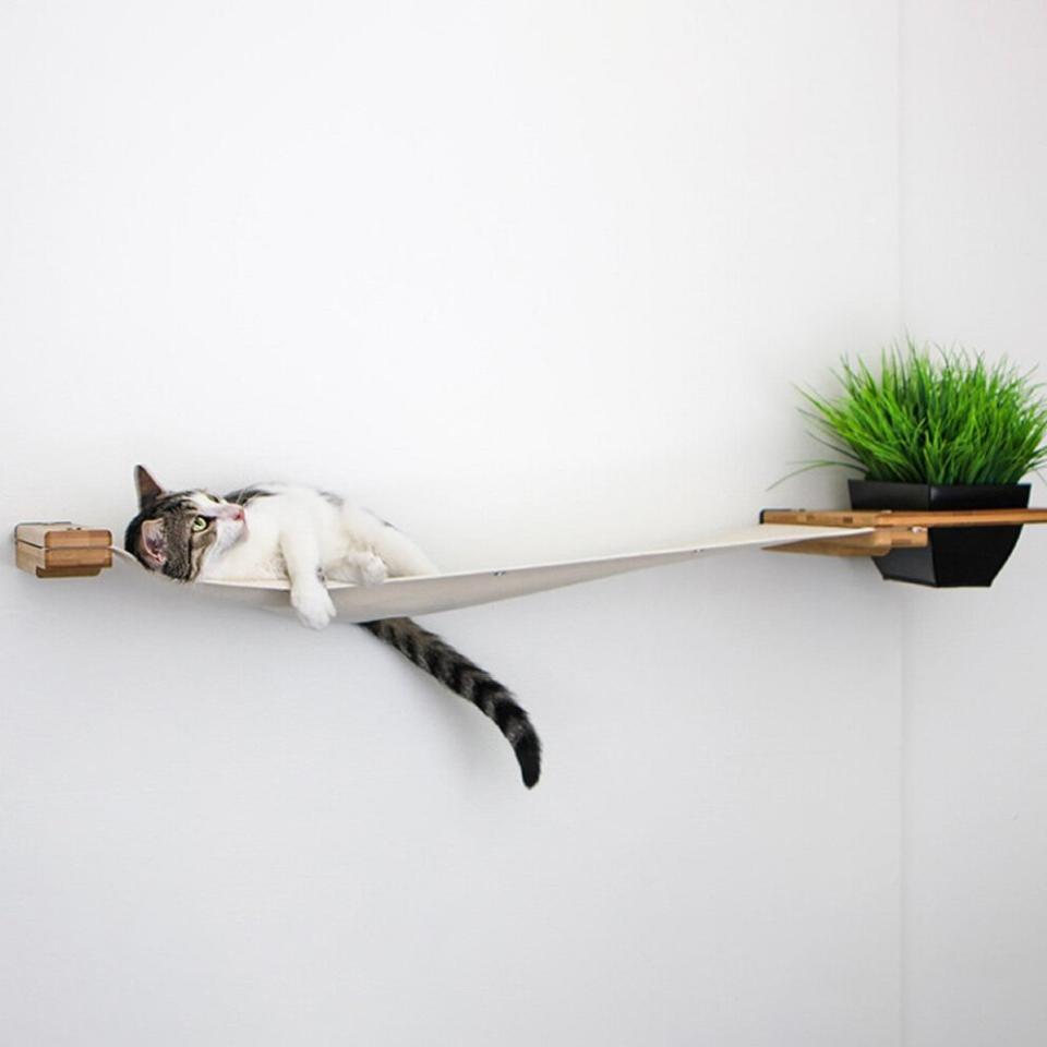 Cat lying in a CatastrophiCreations Cat Shelf Hammock attached to wall