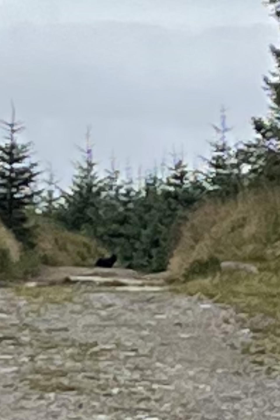 Pictures of alleged big cat sighting in Dartmoor, near Fernworthy Reservoir taken on Sunday August 27. See SWNS story SWTPcat, A walker is adamant he spotted a big cat roaming on Dartmoor - and says he has the picture to prove it.