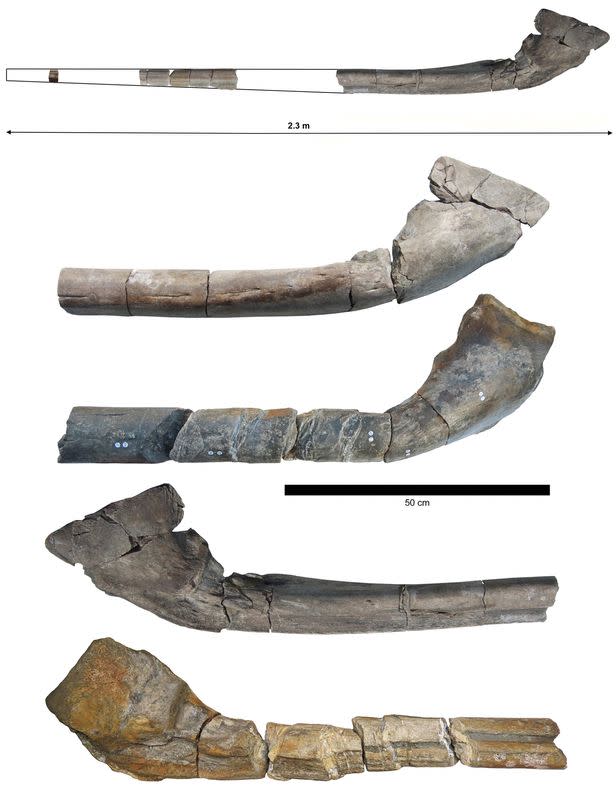 Photograph of the nearly complete fossilized giant jawbone of Ichthyotitan severnensis, a newly identified species of marine reptile that lived 202 million years ago