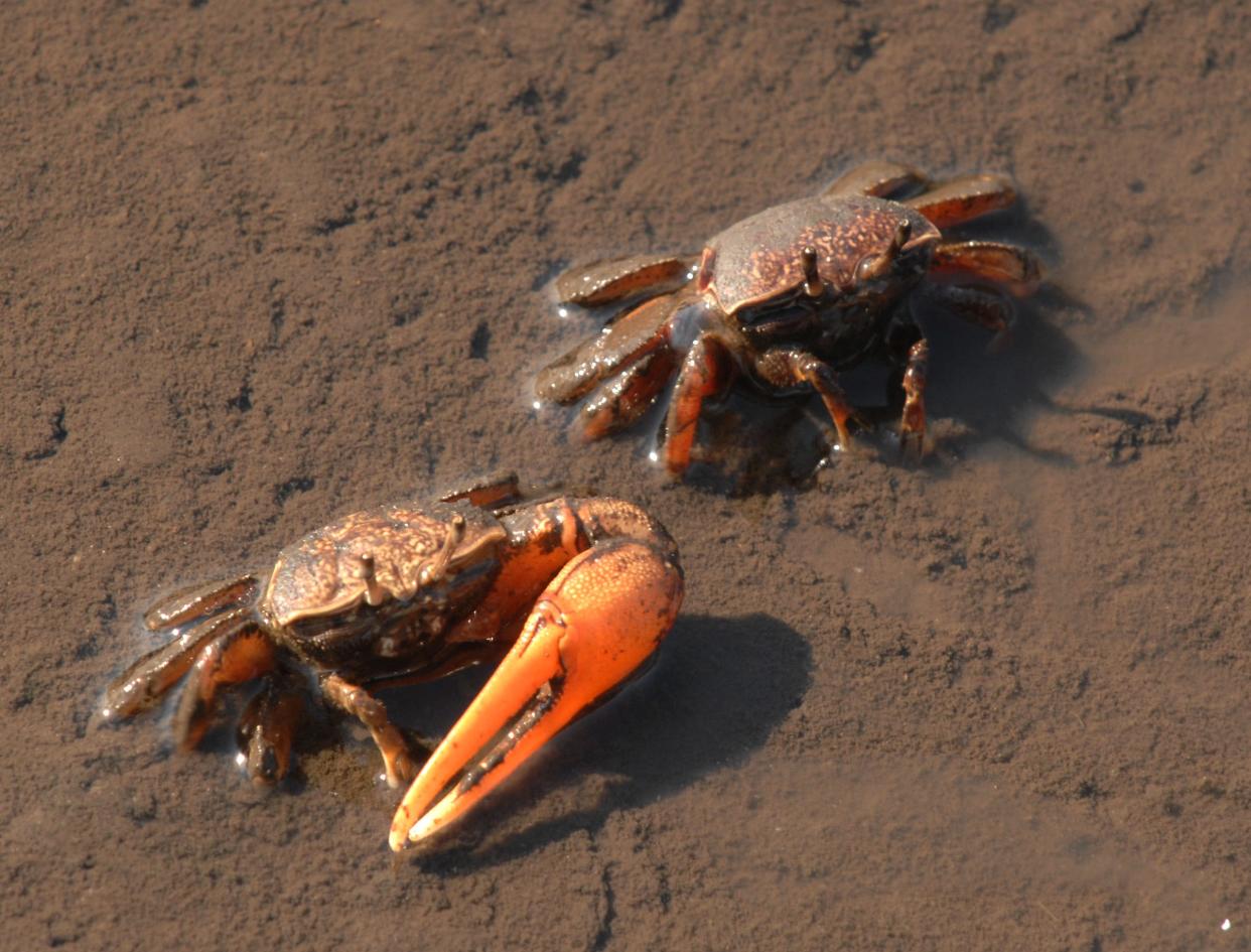 Fiddler crabs, like these at Castaway Island Preserve in Jacksonville, are among the many species of crab found in the St. Johns River.