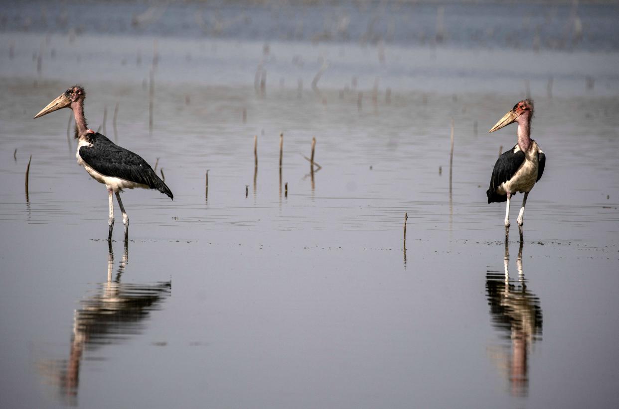 Marabou storks pictured at the Dinder national reserve in Sudan’s southern Sennar state (AFP via Getty Images)