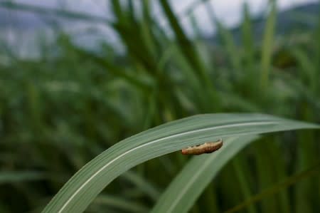 An armyworm, which usually comes out at night, is seen on sugar cane crop around dusk at a village of Menghai county