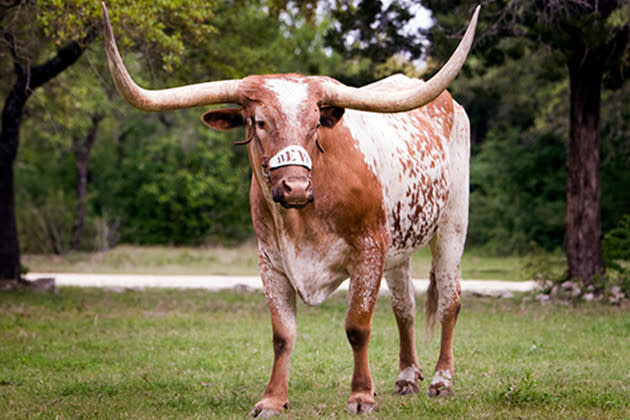 Bevo, The University of Texas at Austin