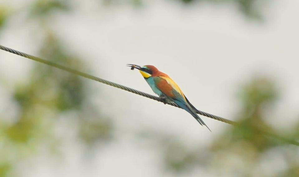 Bee-eater on a wire with insect in its mouth (Mike Lawrence/PA)