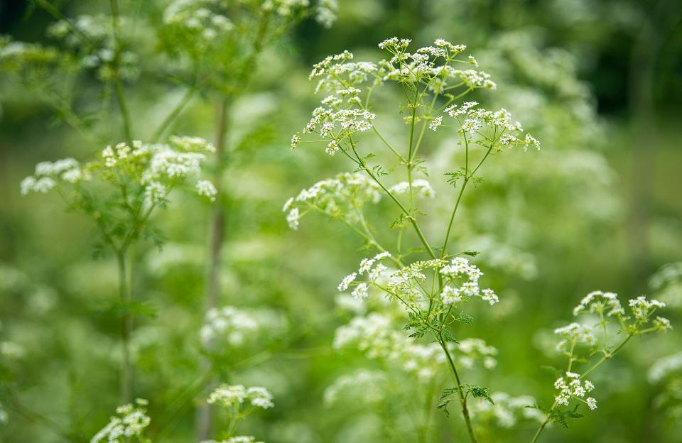 By the time poison hemlock begins blooming, it's too late to cut down or spray the plant.