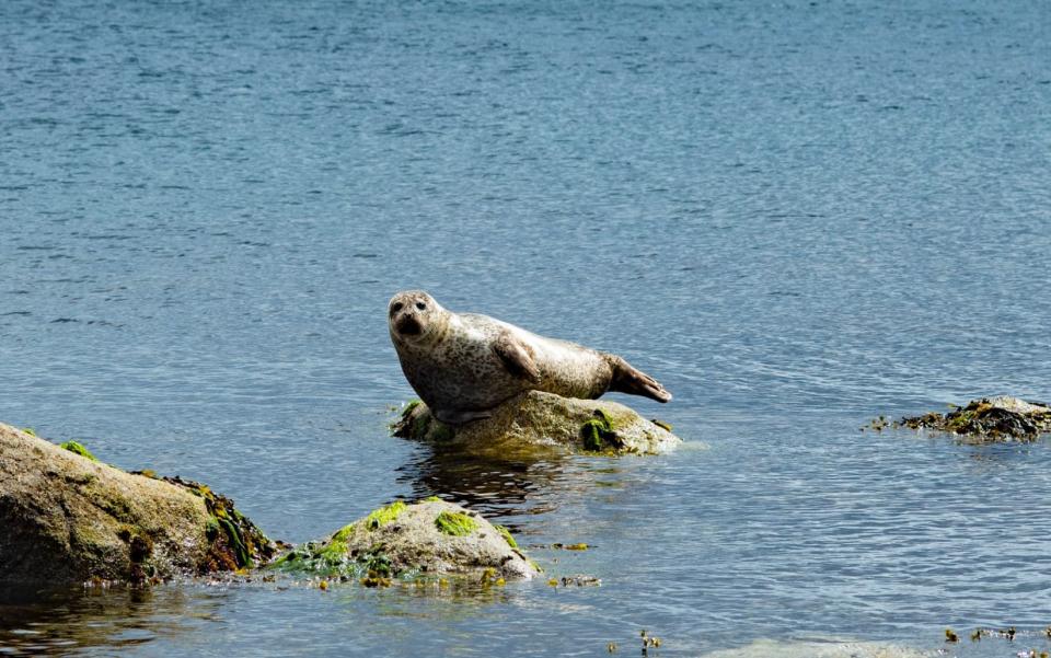 Seal by Arran island in Scotland