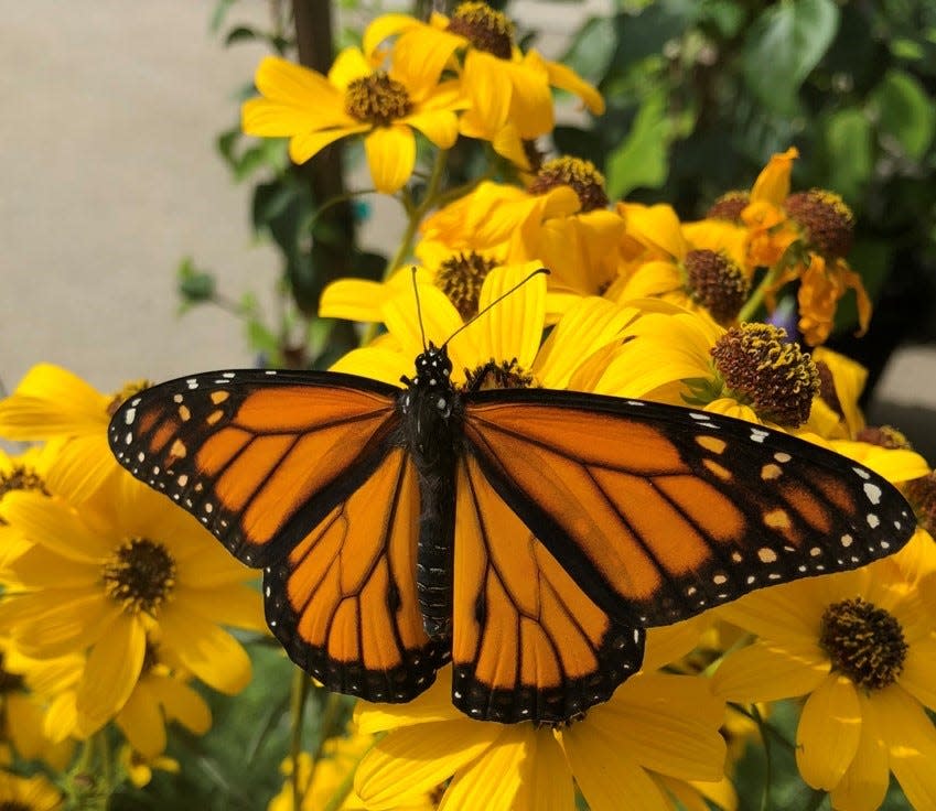 A monarch butterfly lands on a flower. Milkweed is the favorite plant of the monarch.