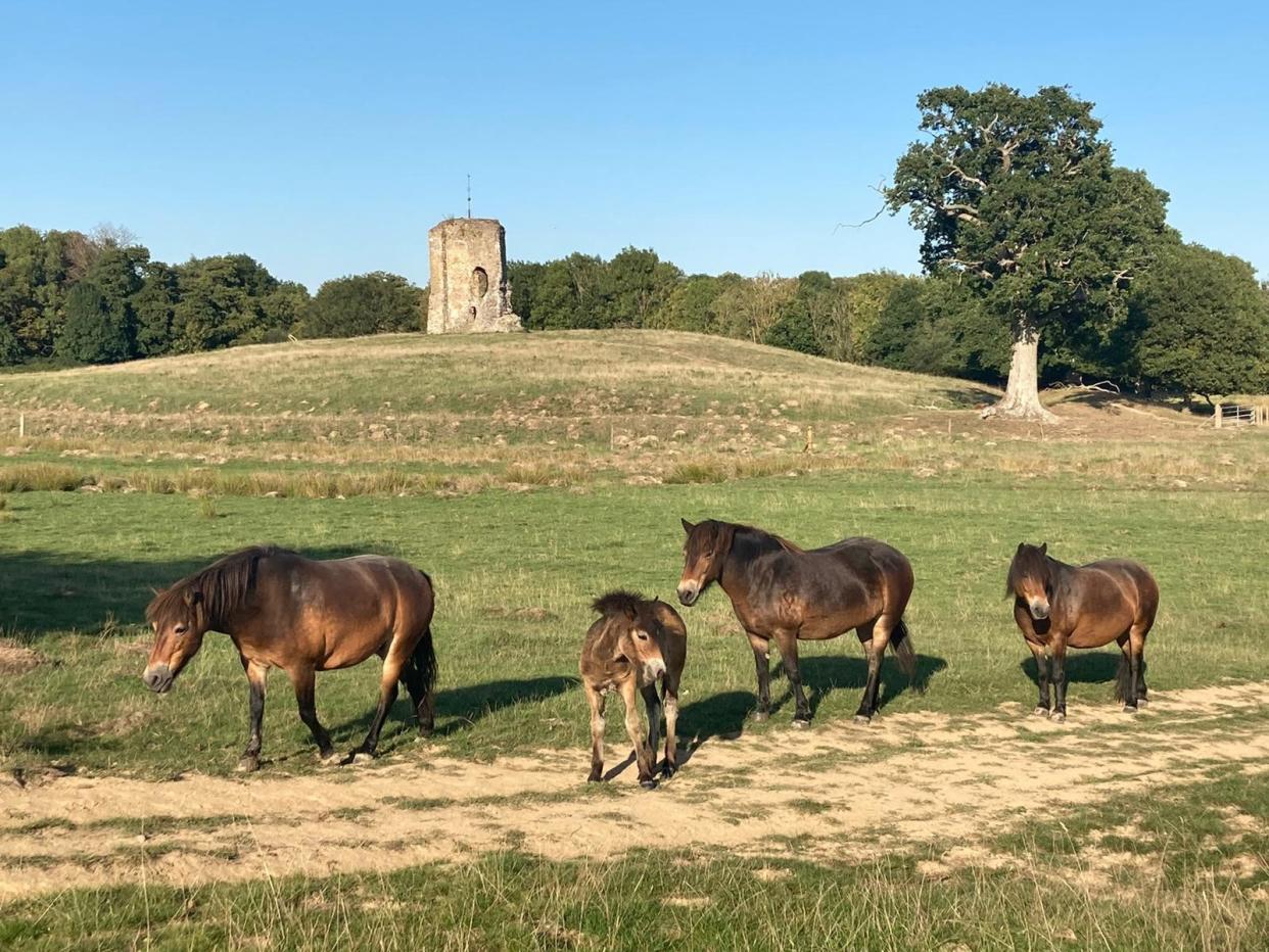 Knepp Estate