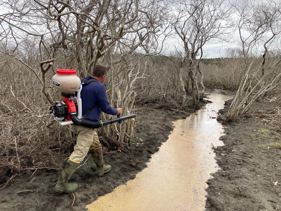 Bart Morris, assistant superintendent of the Cape Cod Mosquito Control Project, heads into the soggy wilderness off Bound Brook Island to apply larvicide on May 24.