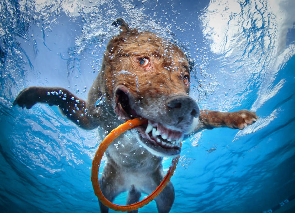 Dagmar<br> Chesapeake Bay Retriever, 10 years old<br>