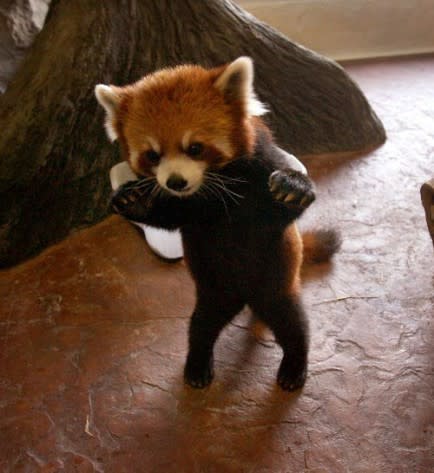 A Red Panda