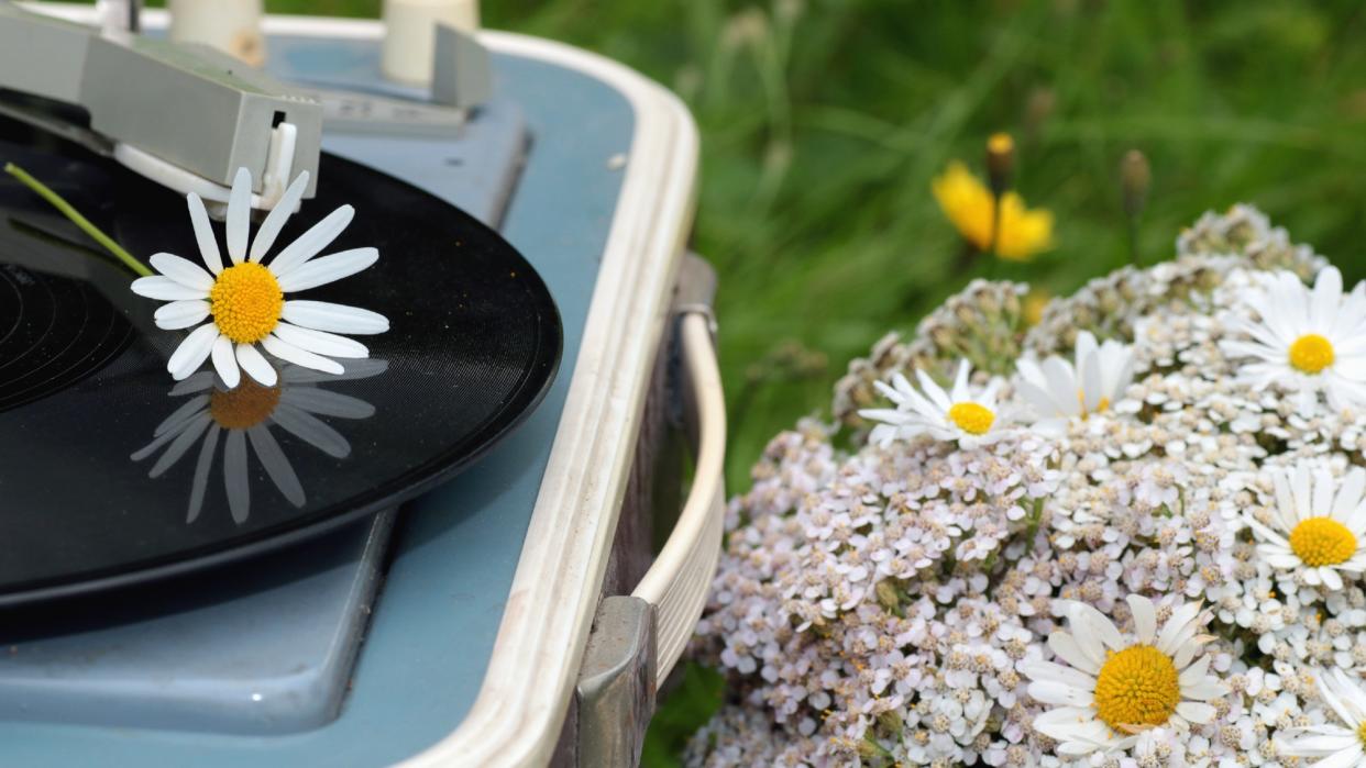  A record player in a field of daisies. 