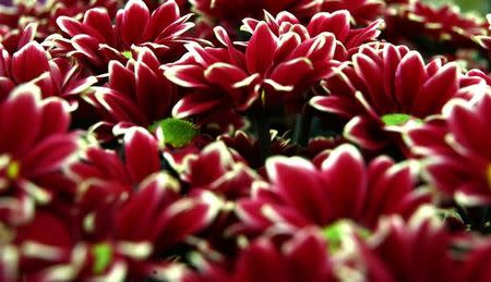 A display by the National Chrysanthemum Society is seen at the RHS Chelsea Flower Show in London, Britain, May 23, 2017. REUTERS/Neil Hall/Files