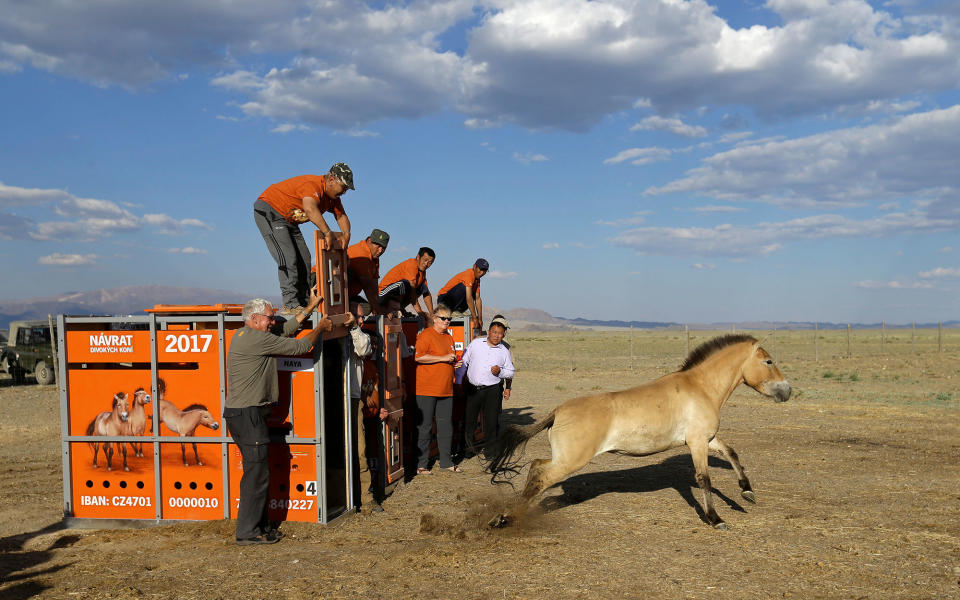 <p>A Przewalski’s horse leaves its container after being released in Takhin Tal National Park, part of the Great Gobi B Strictly Protected Area, in south-west Mongolia, June 20, 2017. (Photo: David W. Cerny/Reuters) </p>