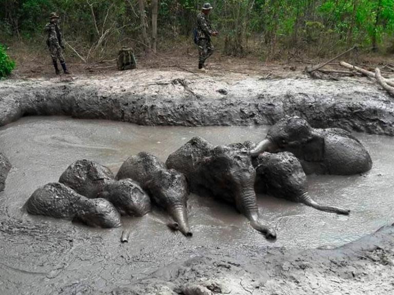 Six baby elephants stuck in muddy pit rescued by Thailand park rangers