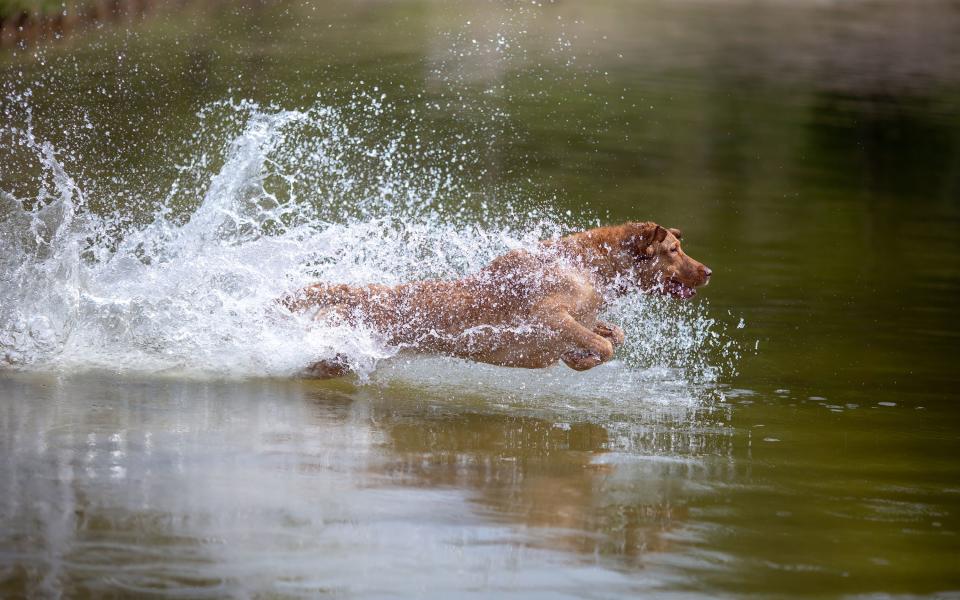 7 Water Dogs That'll Become Your New Swimming Buddy