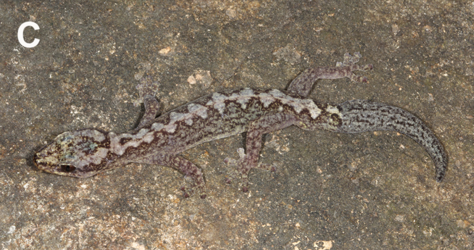 An Amalosia nebula, or upland zigzag gecko, with lighter coloring and a regenerated tail.