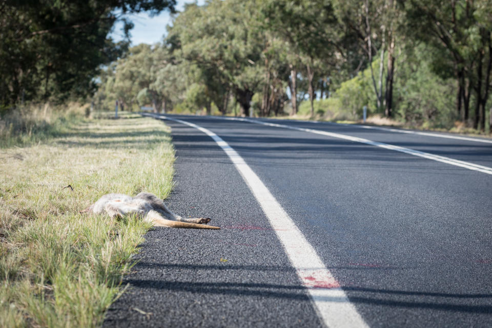 A file picture showing a kangaroo on the side of the road after being hit by a car. Source: Getty/file