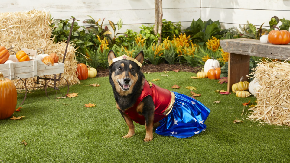 Find the perfect Halloween costume for your pup at Chewy.