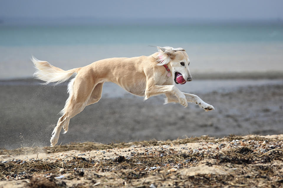 Saluki (Getty Images)