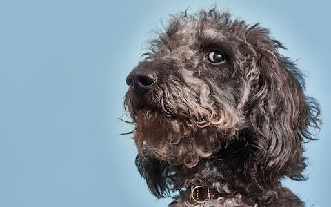 Scientists already know that dogs’ ability to read human behaviour and emotion is almost unique  - Credit: Jamie Garbutt/Digital Vision