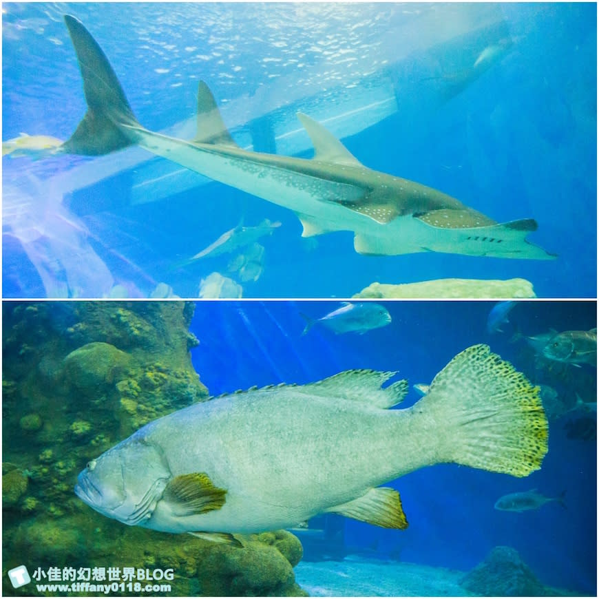 澎湖水族館