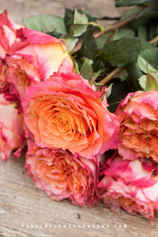 Free Spirit Garden Roses