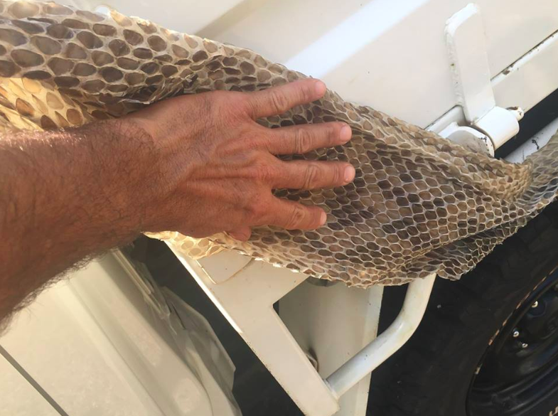 Innisfail pest controller finds giant snake skin in roof