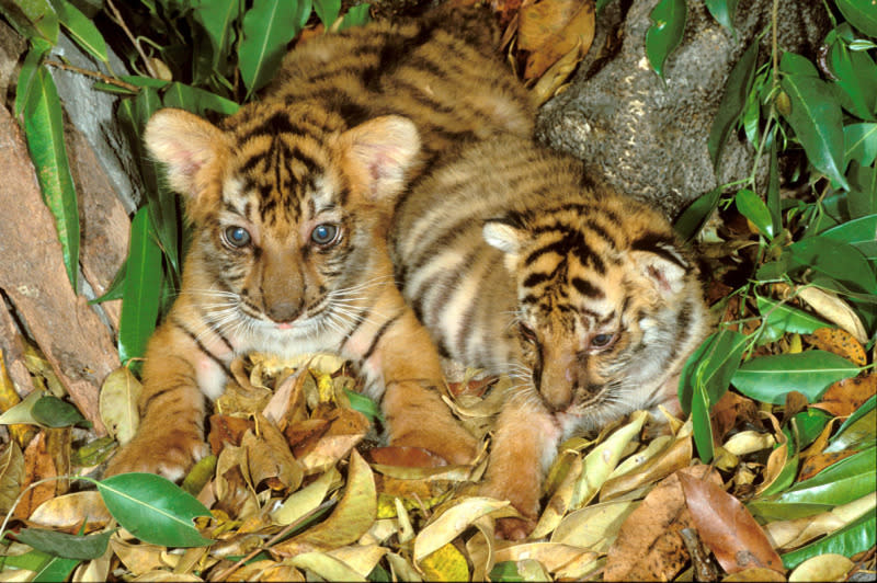 Panthera tigris tigris, Indian tiger.  Six week old cubs. Endangered species. Dist. Asia, but extinct in much of its range.