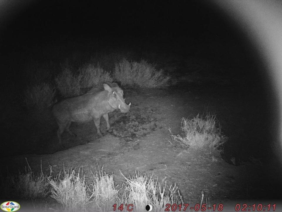 Warthog spotted outside one of the dens