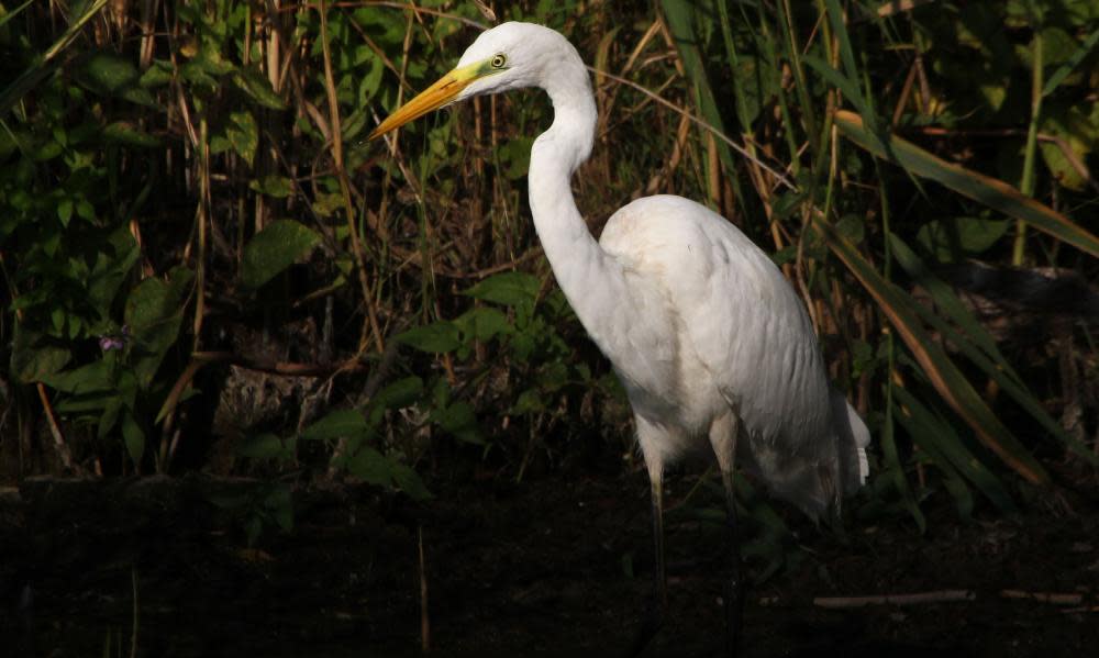 <span>Photograph: European Wildlife/Alamy</span>