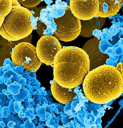 A digitally-colorized scanning electron micrograph depicts a number of mustard-colored, spheroid-shaped Staphylococcus aureus bacteria in the process of escaping their destruction by blue-colored human white blood cells in this undated handout photo. National Institute of Allergy and Infectious Diseases (NIAID)/Handout via REUTERS