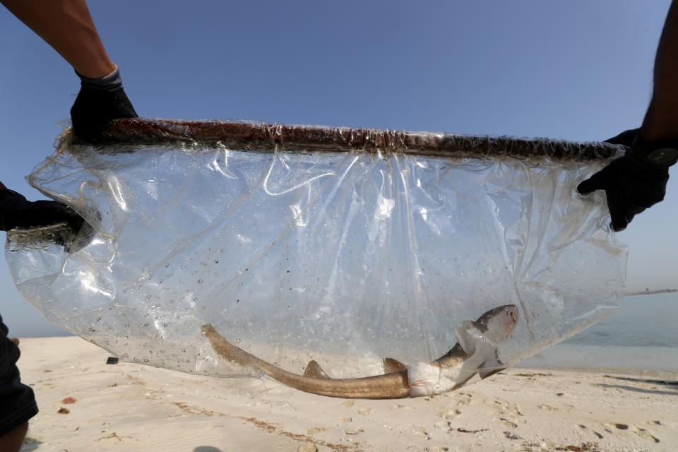 A baby Arabian carpet shark is transferred to the Persian Gulf waters during a conservation project by the Atlantis Hotel, at the The Jebel Ali Wildlife Sanctuary, in Dubai, United Arab Emirates, Thursday, April 22, 2021. A team of conservationists are releasing baby sharks bred in the aquarium into the open sea as part of an effort to contribute to the conservation of native marine species in the Persian Gulf. (AP Photo/Kamran Jebreili)